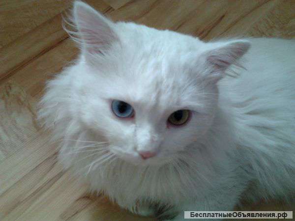 Ангорский Кот Фото