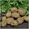 Отборный картофель и кабачки нового урожая