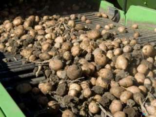 Сельхозпредприятие, производственная база, кфх, выращивание картофеля